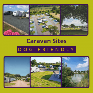 Dog Friendly Caravan Sites